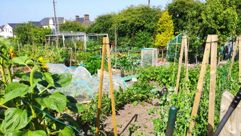 7 Essential Steps to Plan Your Allotment Layout for Maximum Yield