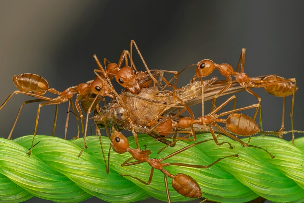 Organic Pest Control: 7 Natural Methods