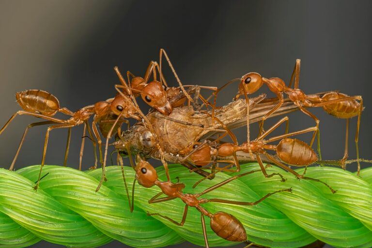 Organic Pest Control: 7 Natural Methods