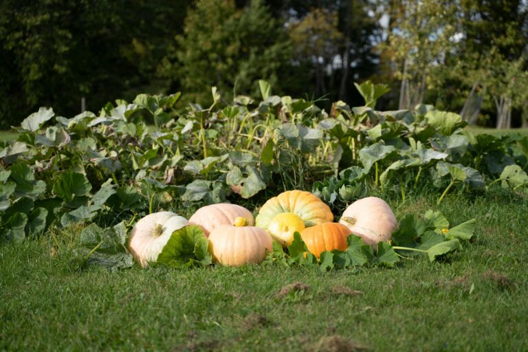 Got Your First Allotment? These Tasks That Will Set You Up for Success