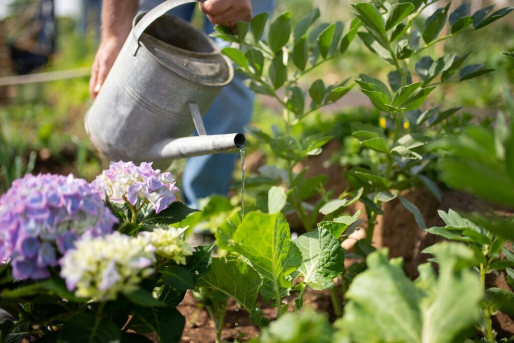 Gardener tending vibrant plants with watering can in sunny Portugal garden.