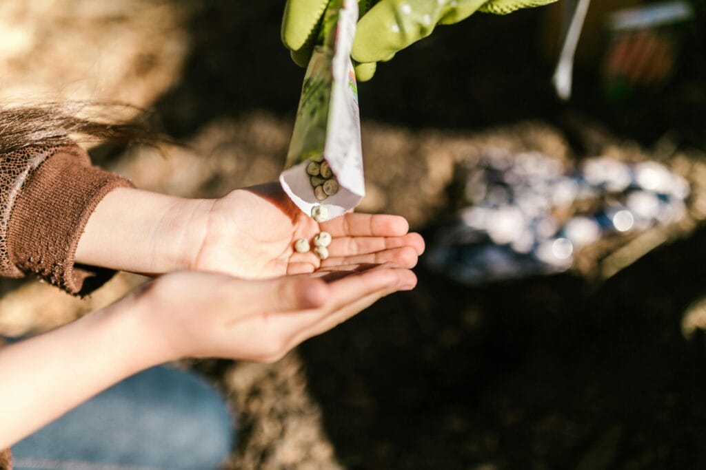 Close-up of hands planting seeds outdoors with sunlight casting warm tones.